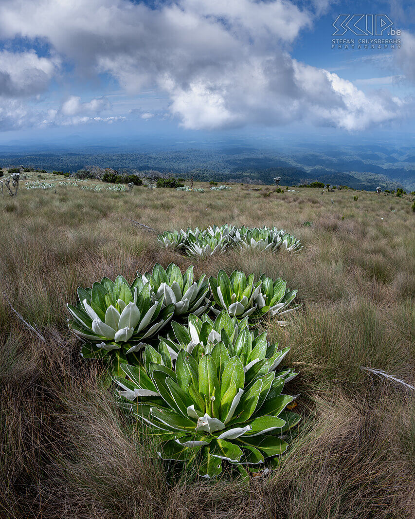 Mount Kenya Boven de 3500m kan je vooral heide, hoge grassen en hele mooie lobelias aantreffen. Stefan Cruysberghs